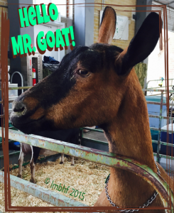 Hello Mr. Goat!