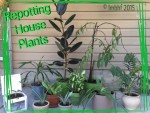 Re-Potting House Plants