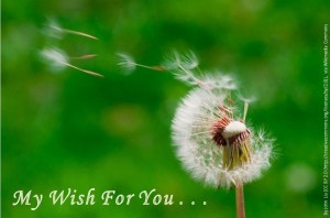 Dandelion - My Wish for You