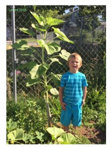 Giant Sunflower!