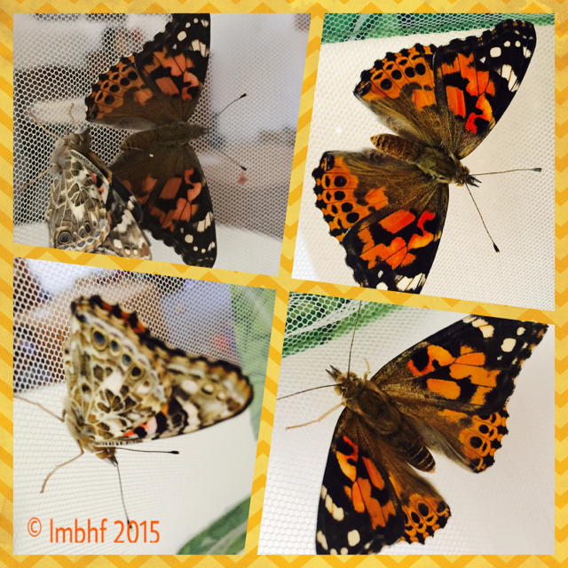 7. Painted Lady Butterflies