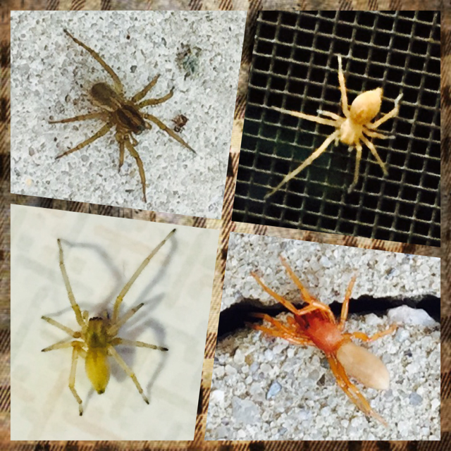 Miscellaneous Spiders