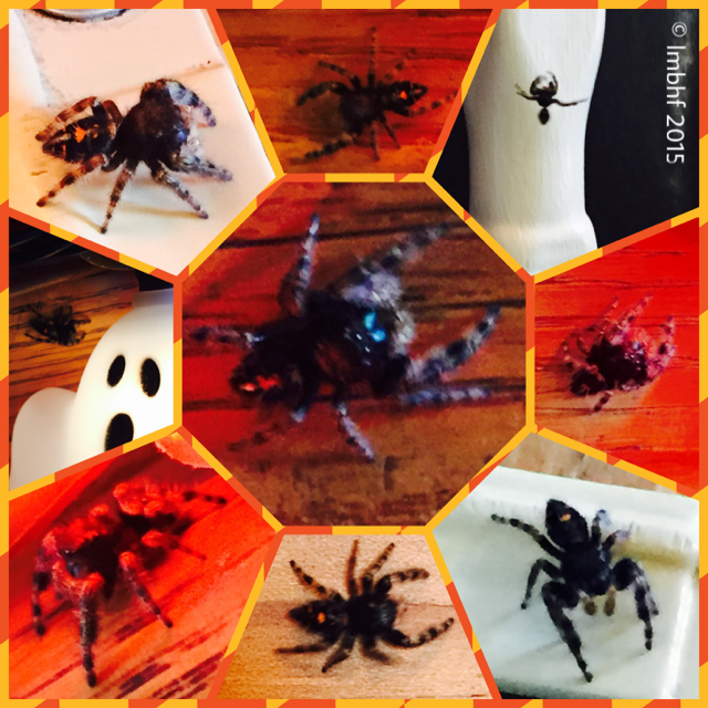Jumping Spider in the Halloween Decorations
