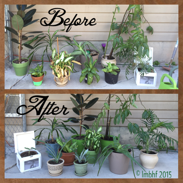 Re-Potting - Before & After