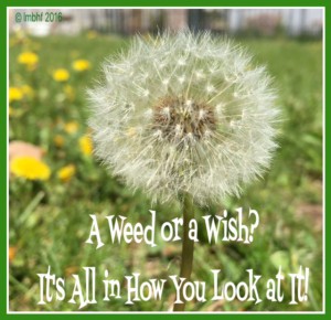 A Weed or A Wish?