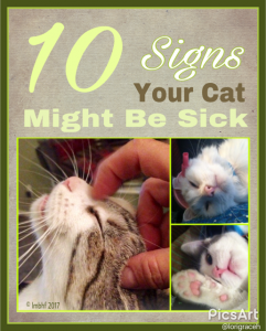 Signs of Sickness in Cats